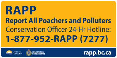 RAPP Logo