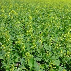 Canola crop