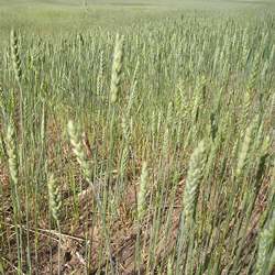 Wheat field