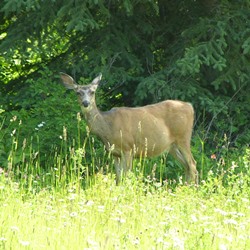 Deer