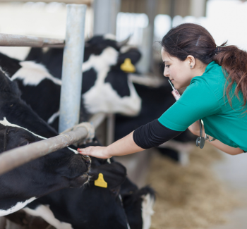 Female veterinarian in barn with cows