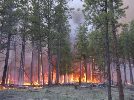 Wildfire on rangeland